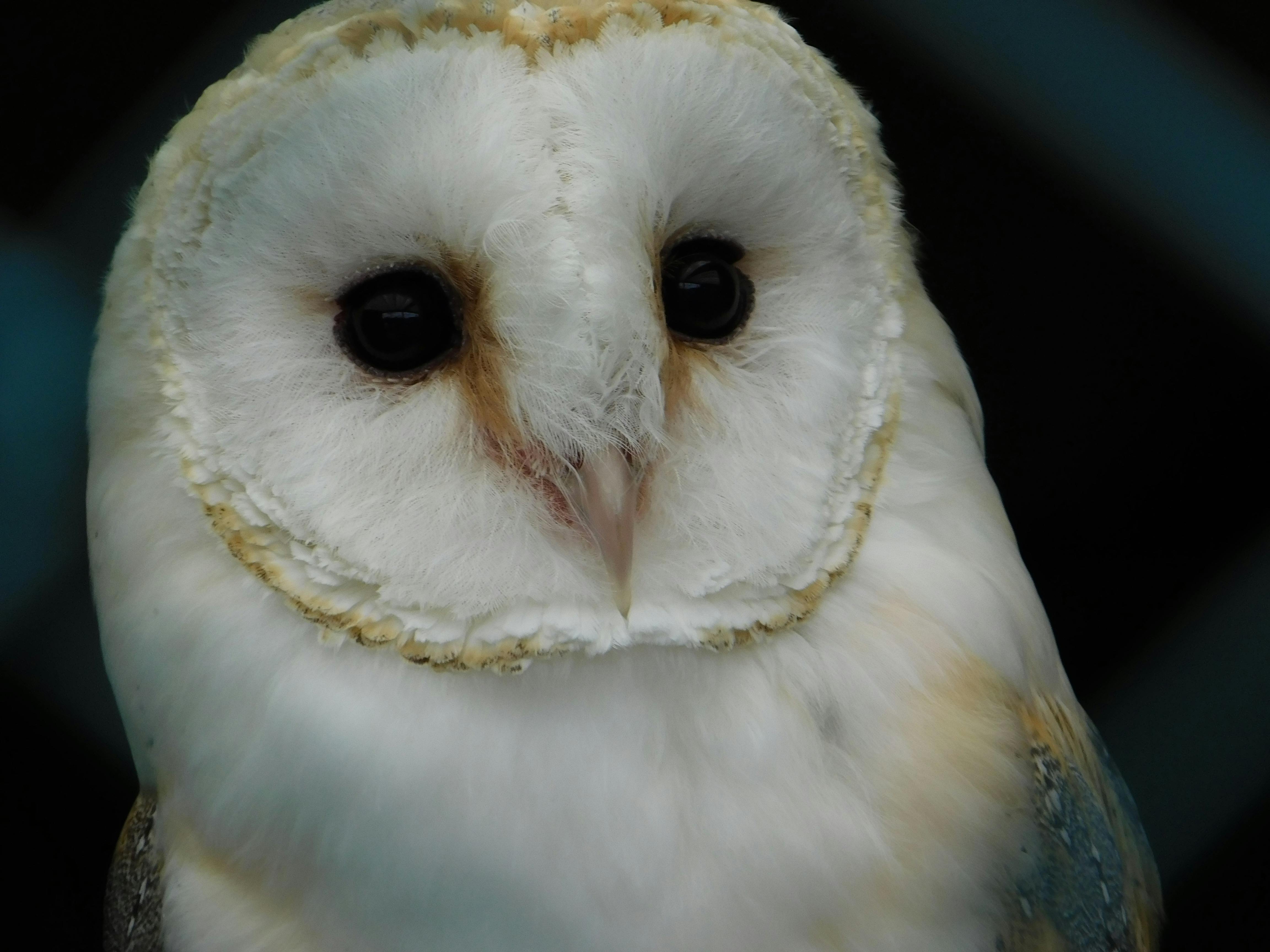 free-stock-photo-of-barn-owl