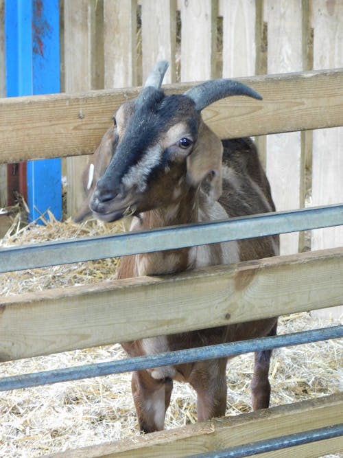 Gratis stockfoto met baby geit, geit, huisdieren geit