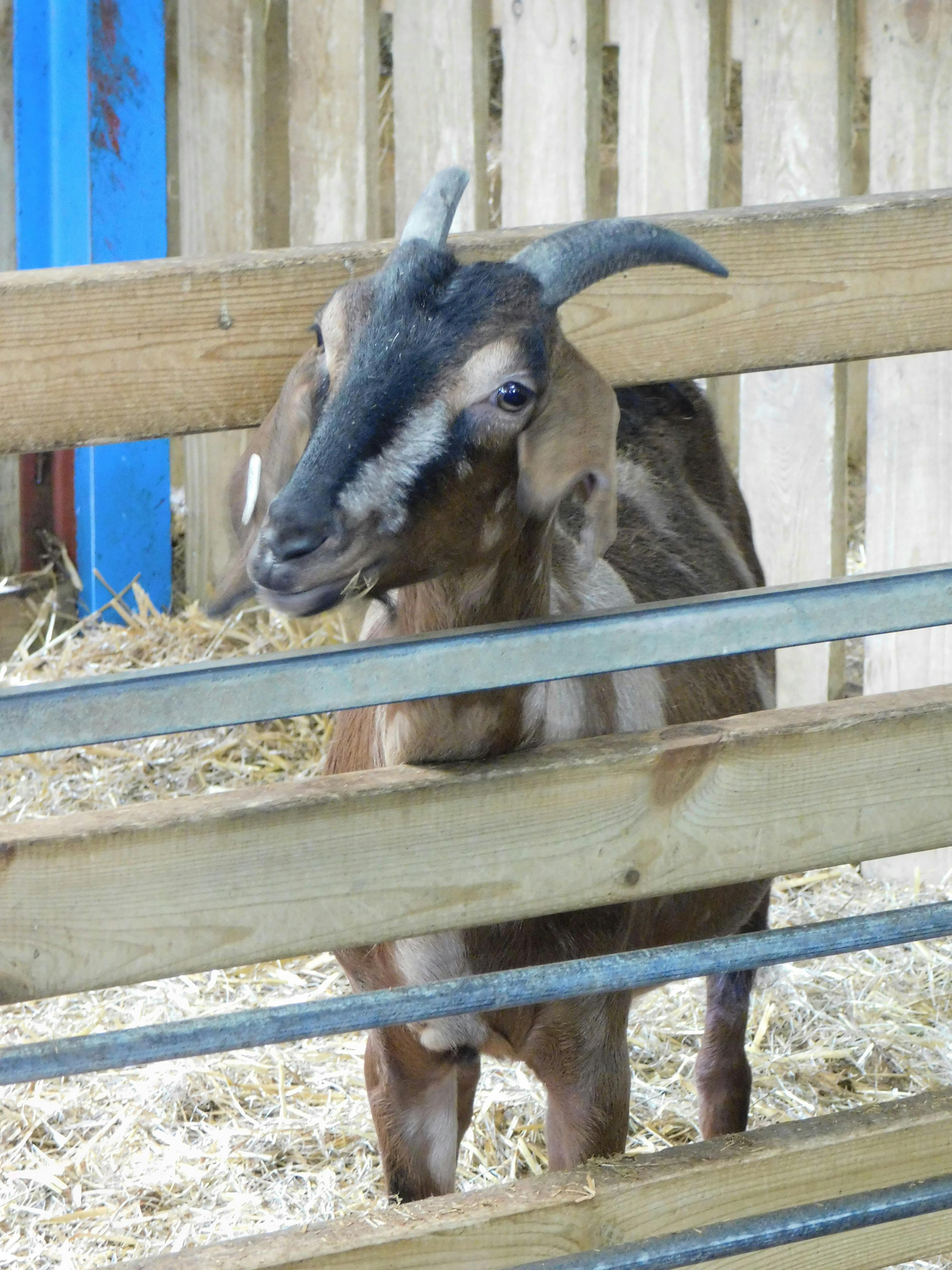 Free stock photo of baby goat, domestic goat, goat