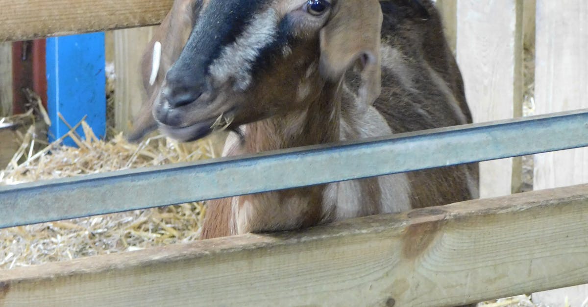 Free stock photo of baby goat, domestic goat, goat