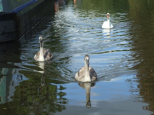 Gratis stockfoto met eenden, kanaal