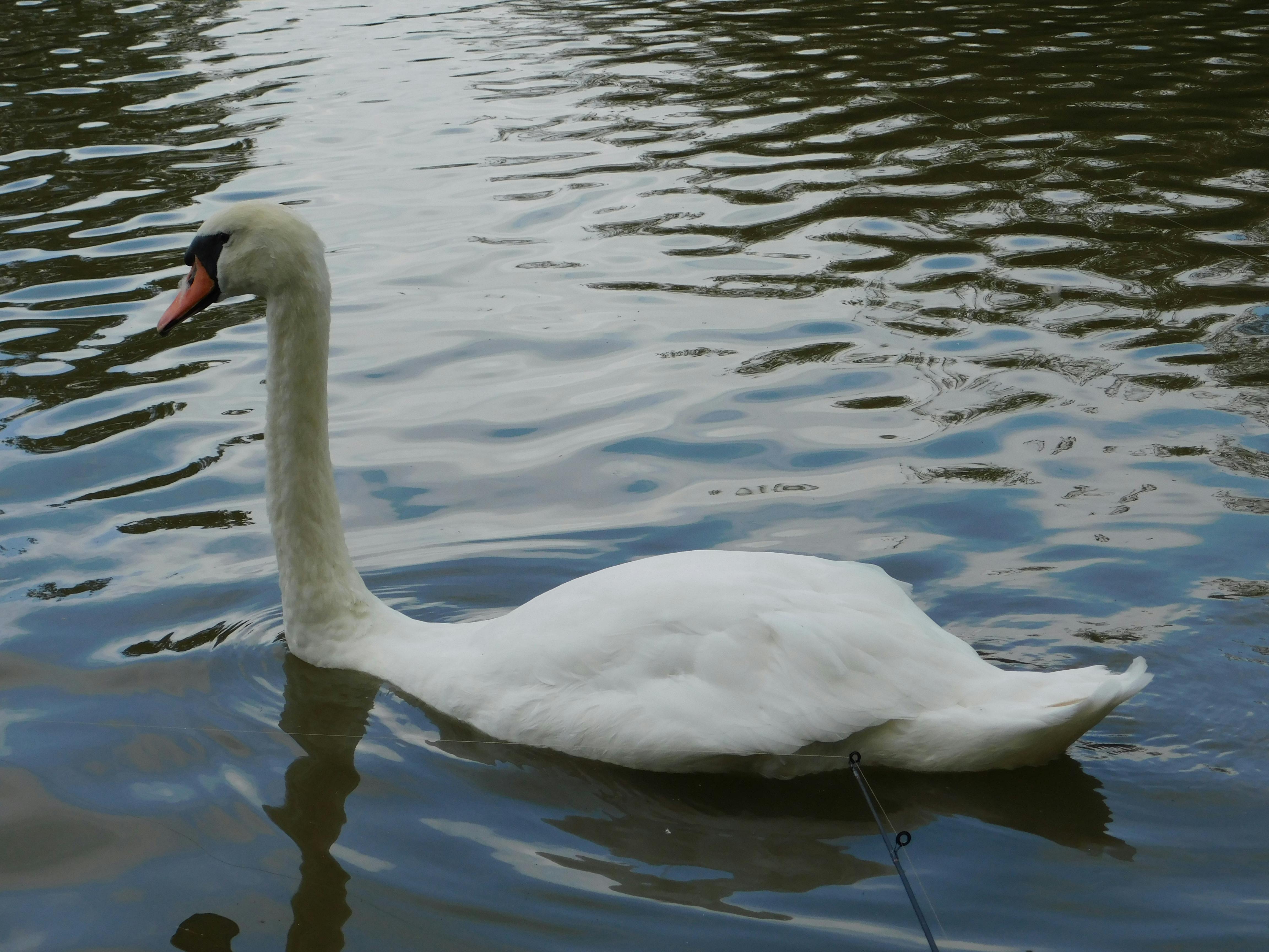 Free stock photo of swan