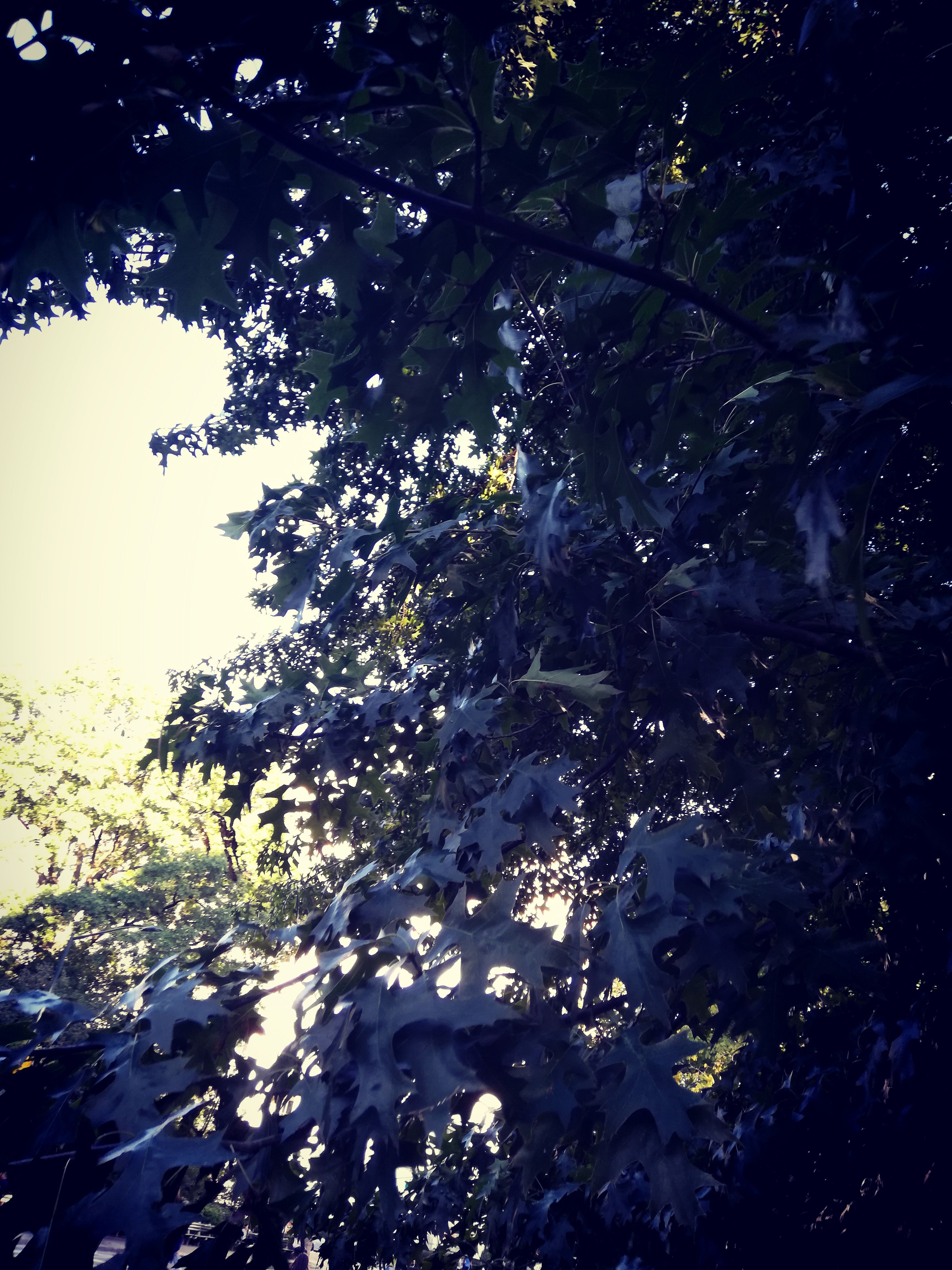 NYC Nature 9 Photos & Videos Collected by Gilbert