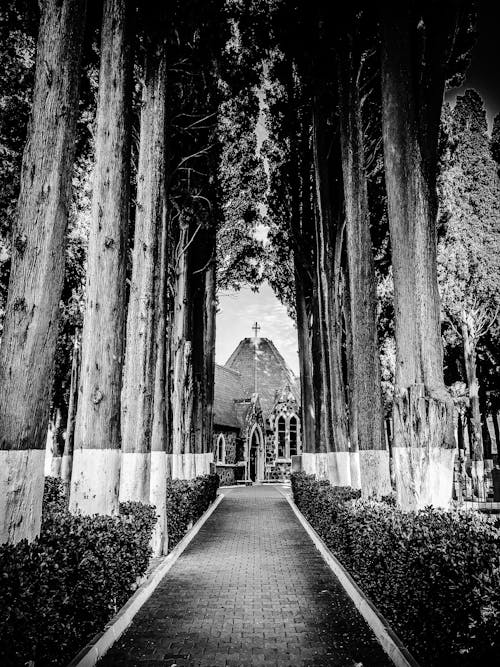 グレースケール写真で木々に囲まれた大聖堂を通る経路