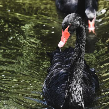 Seven Swans – Frankfurt, Germany