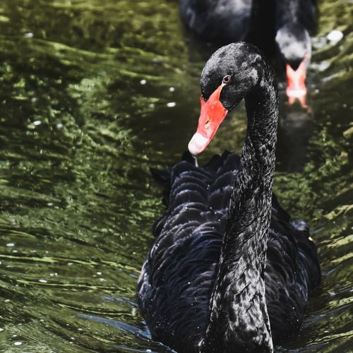 Free Elegant black swan swimming gracefully in a serene natural setting. Stock Photo