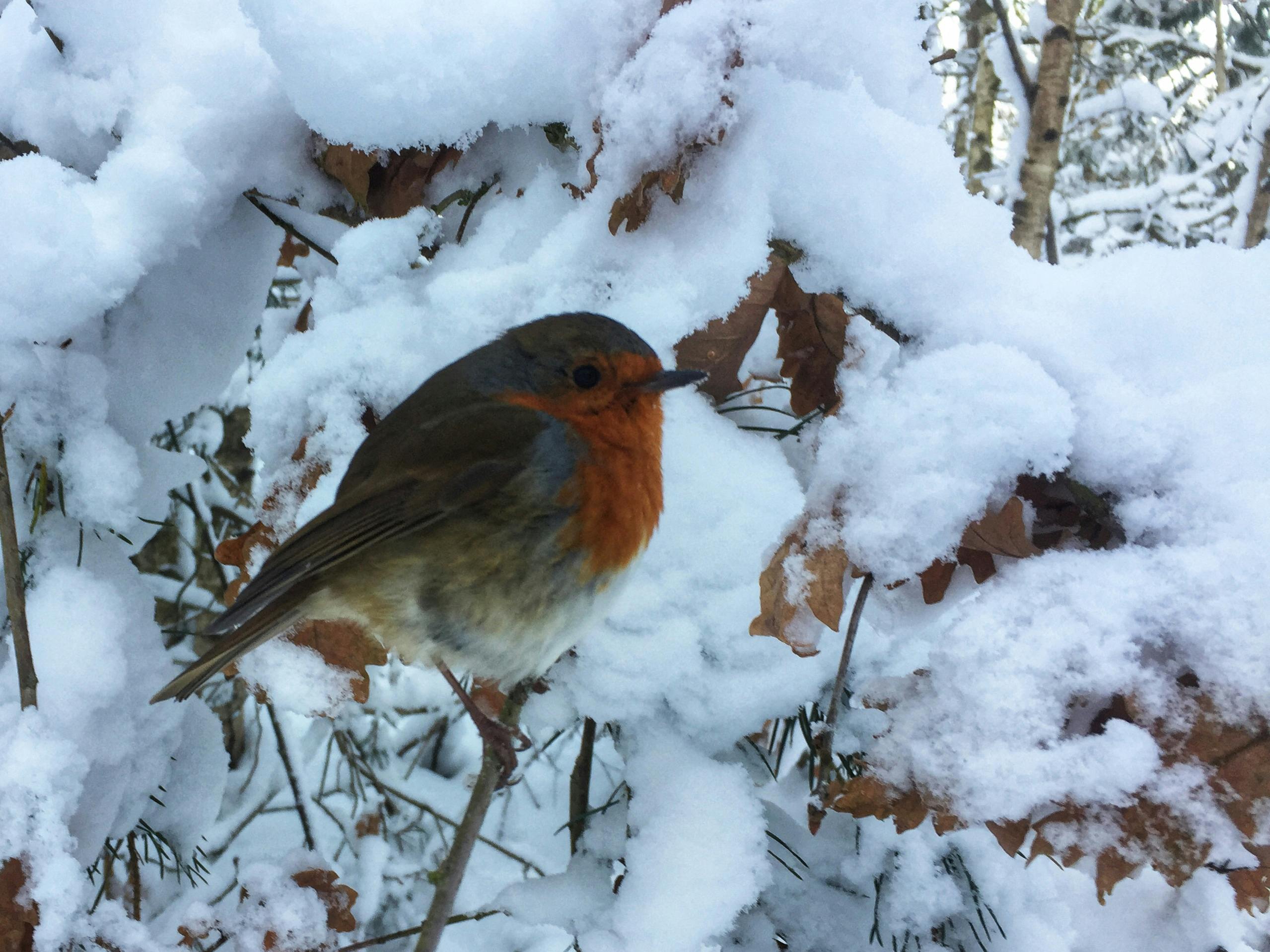 free stock photo of bird robin snow