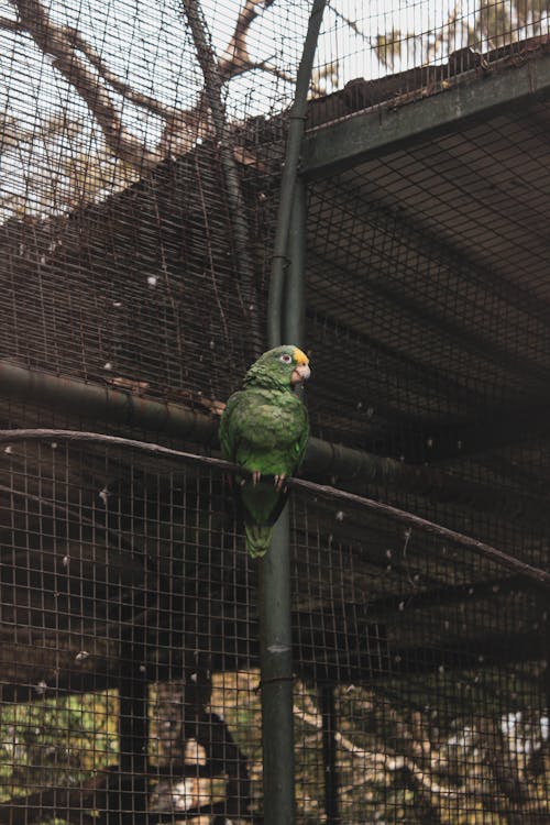 Бесплатное стоковое фото с perico, амазонка с желтой короной, вертикальный выстрел