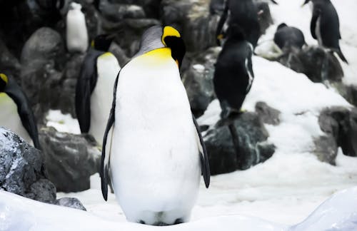 Free Penguins on Snow Covered Ground Stock Photo