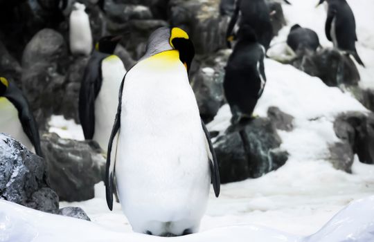 penguin photo