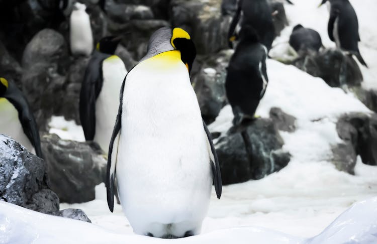 Penguins On Snow Covered Ground