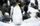 emperor penguin
