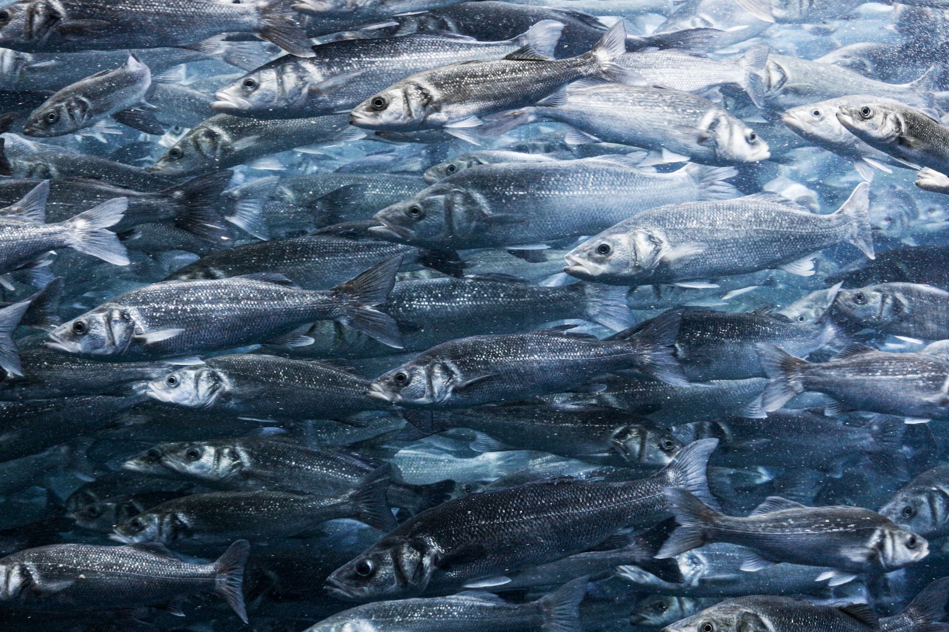 Herstel natuur rond water stagneert, minder vissen en libellen