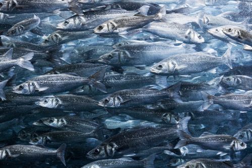 Free Dynamic image of a school of fish swimming together in crystal clear water, creating mesmerizing aquatic patterns. Stock Photo