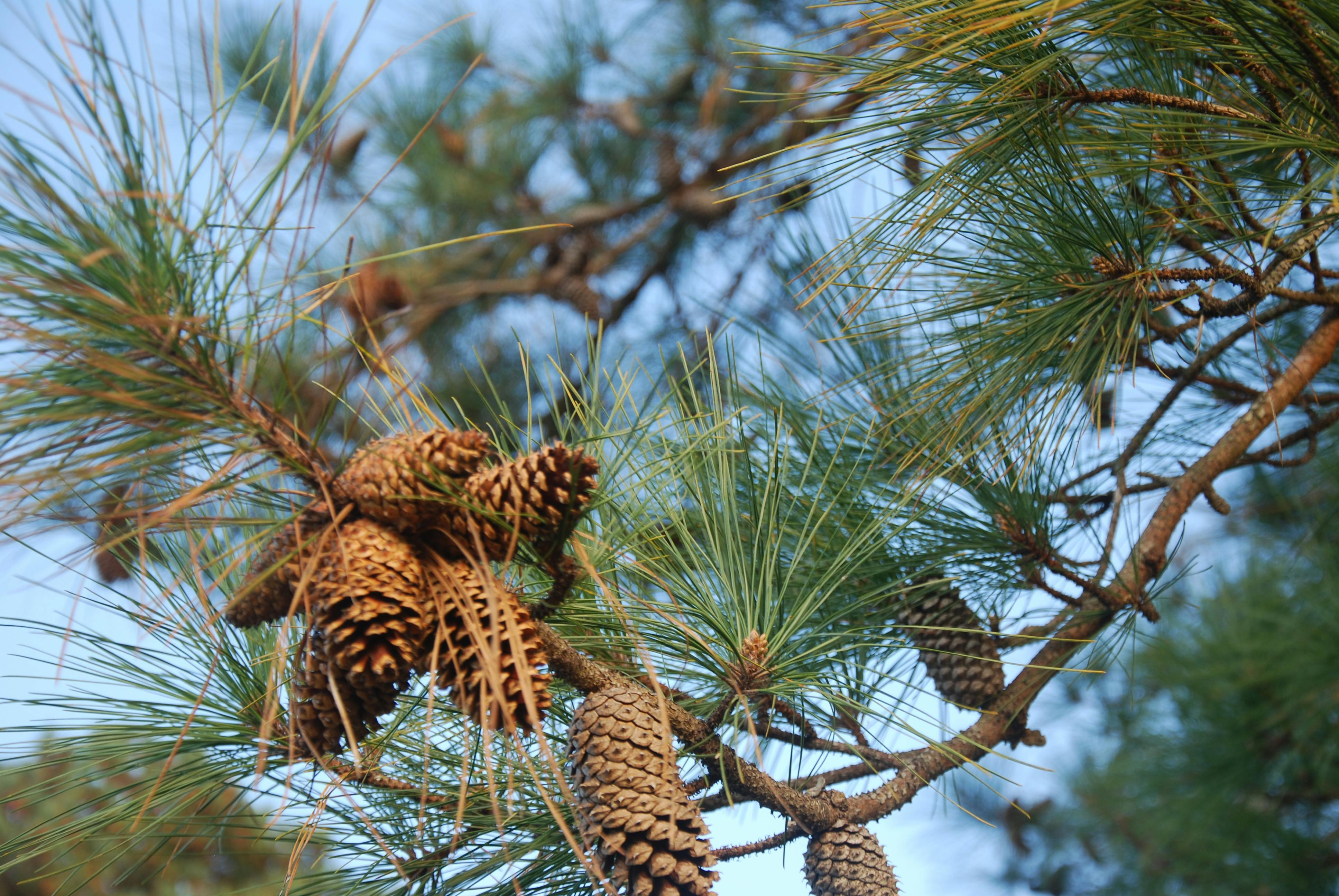 Free stock photo of pine cones