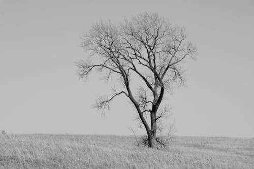 天性, 樹, 灰階 的 免费素材图片