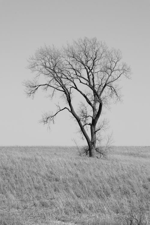 Darmowe zdjęcie z galerii z bezlistny, czarno-biały, nagie drzewo