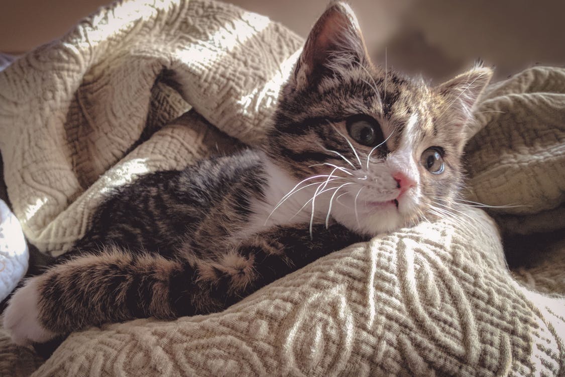 Free Brown Tabby Cat Lying Down on Gray Bed Sheet Stock Photo