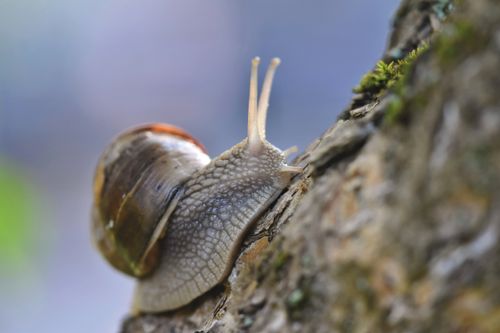 Free Detailed macro image of a snail on a tree showing texture and natural environment. Stock Photo