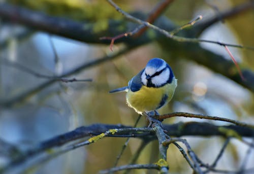 Free Blue and White Bird on Tree Branch Stock Photo