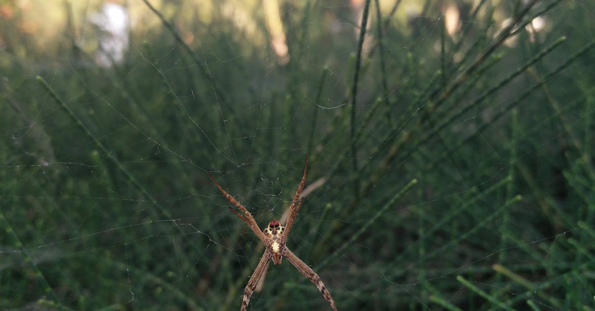 Free stock photo of spider
