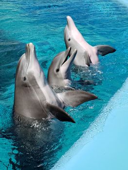 Three dolphins joyfully resurfacing in a clear blue aquarium pool on a sunny day.