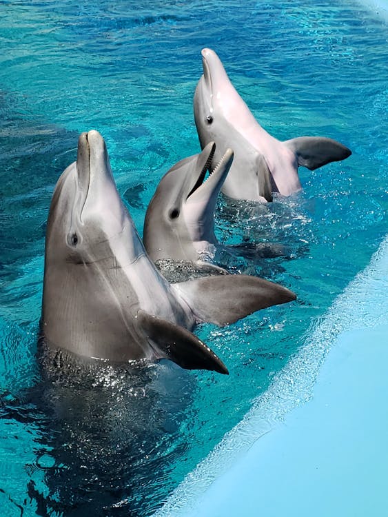 Free Close-Up Shot of Dolphins in an Aquarium Stock Photo