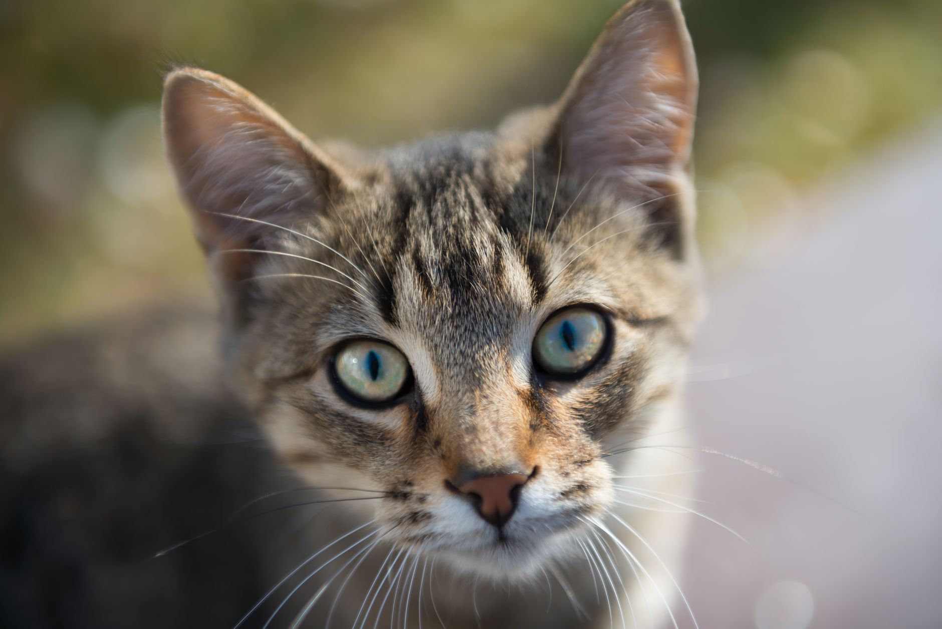 Veterinary care for a cat