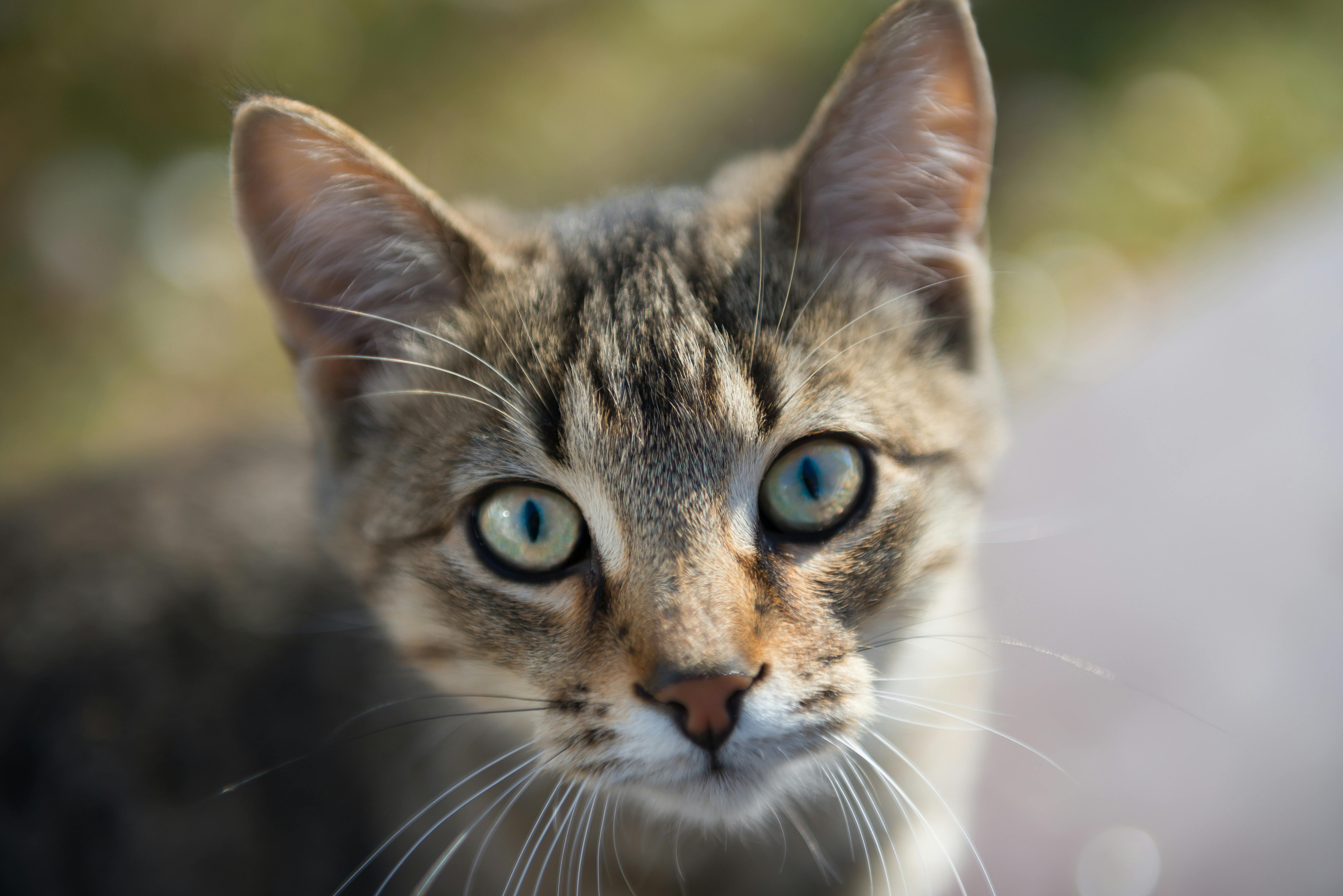 Brown Tabby Cat · Free Stock Photo