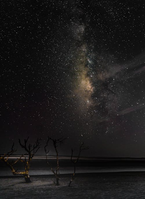 Bare Tree Under Starry Sky