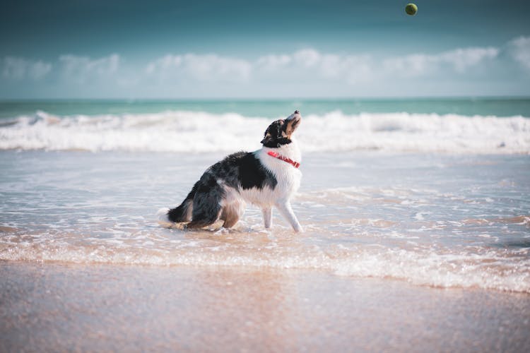 A Black And White Dog Catching A Ball On The Shore