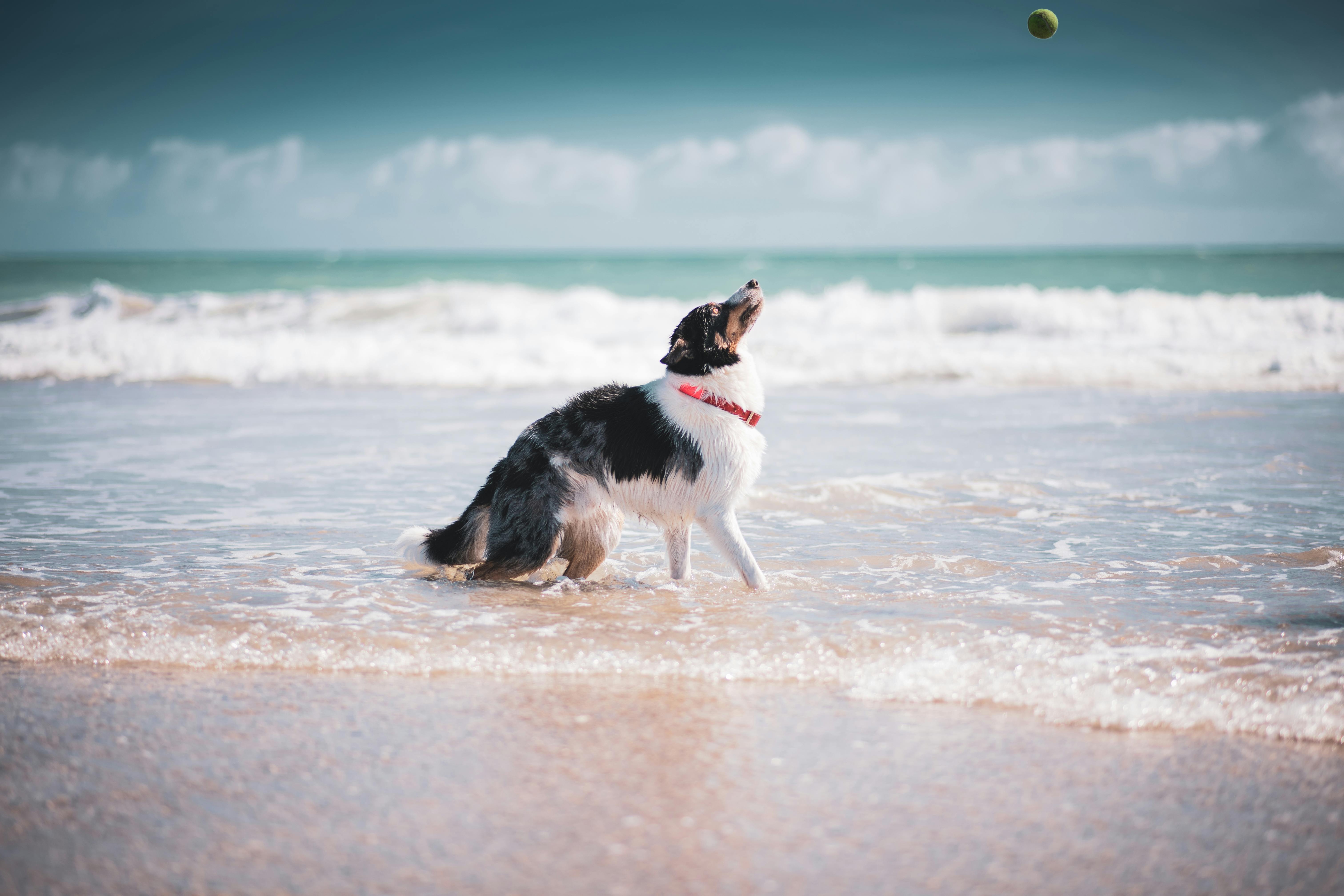 Dog Playing In Water Photos, Download The BEST Free Dog Playing In ...