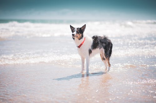 A Dog on the Beach