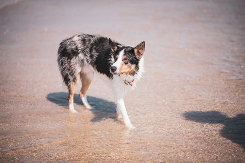 Free A Border Collie enjoying a walk along a sunny beach shore. Stock Photo