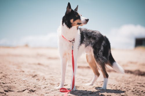 A Dog with a Red Dog Leash