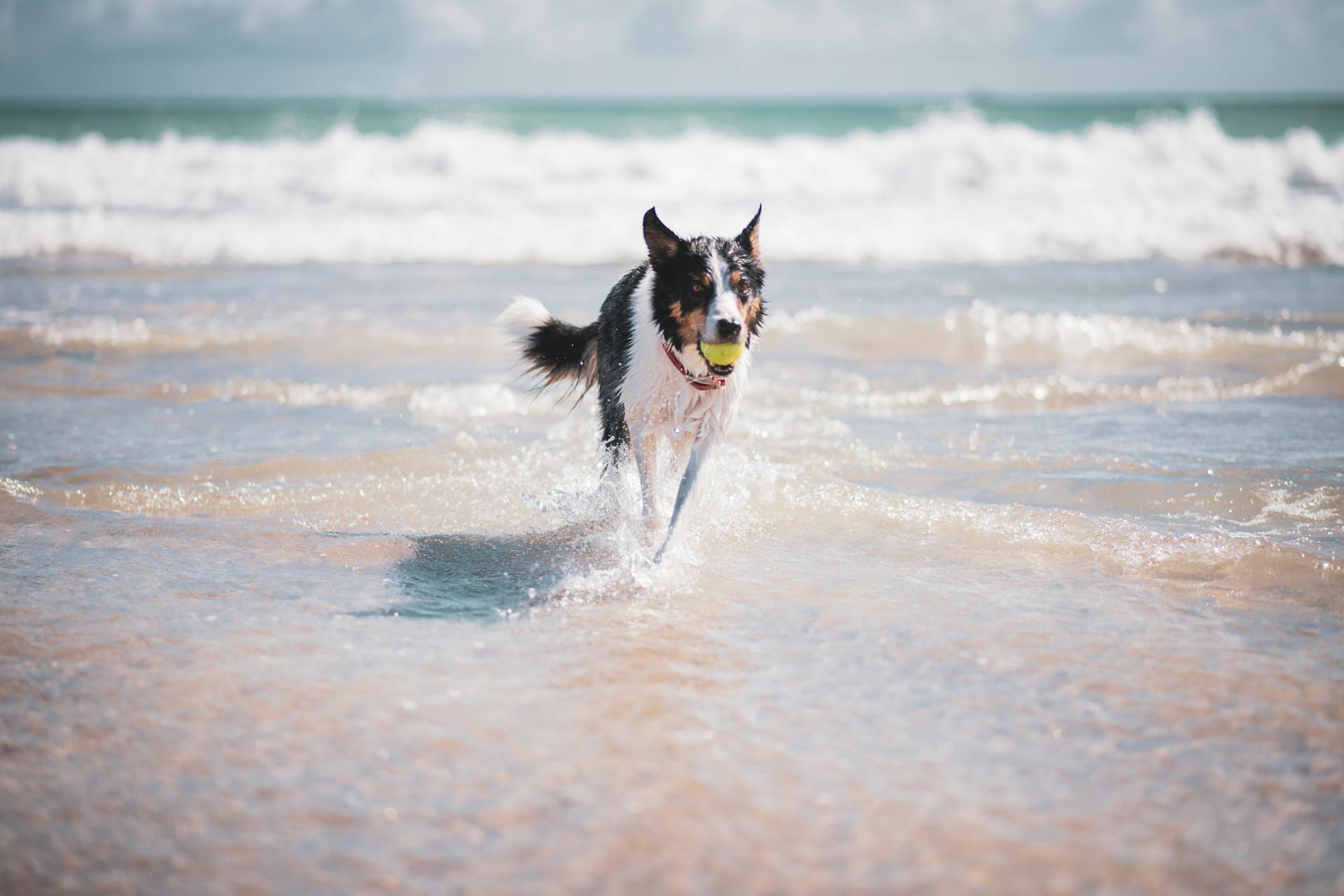 En blå merlehund som springer på stranden med en boll i munnen