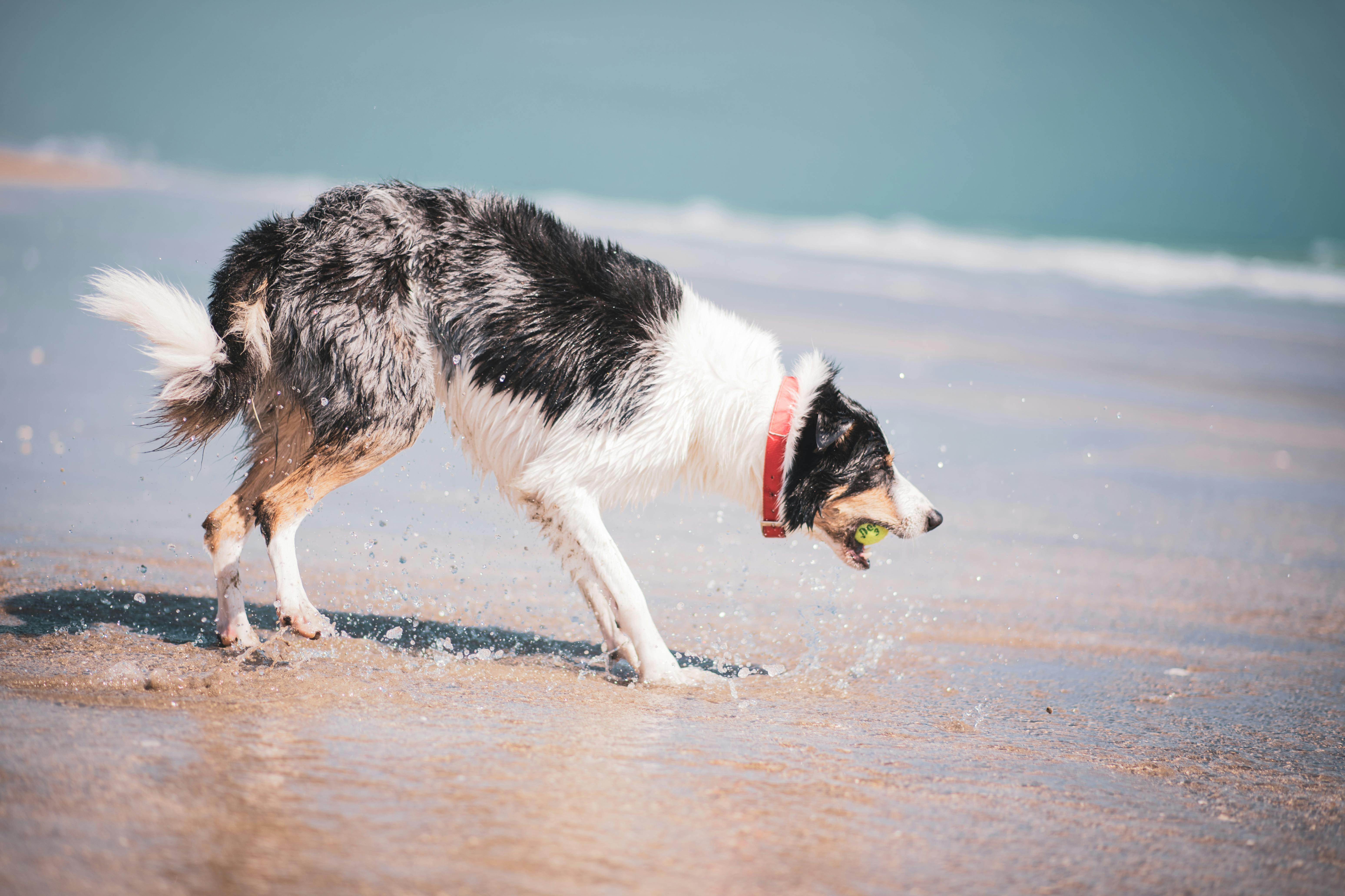 Dog Playing With Ball Photos Download The BEST Free Dog Playing With