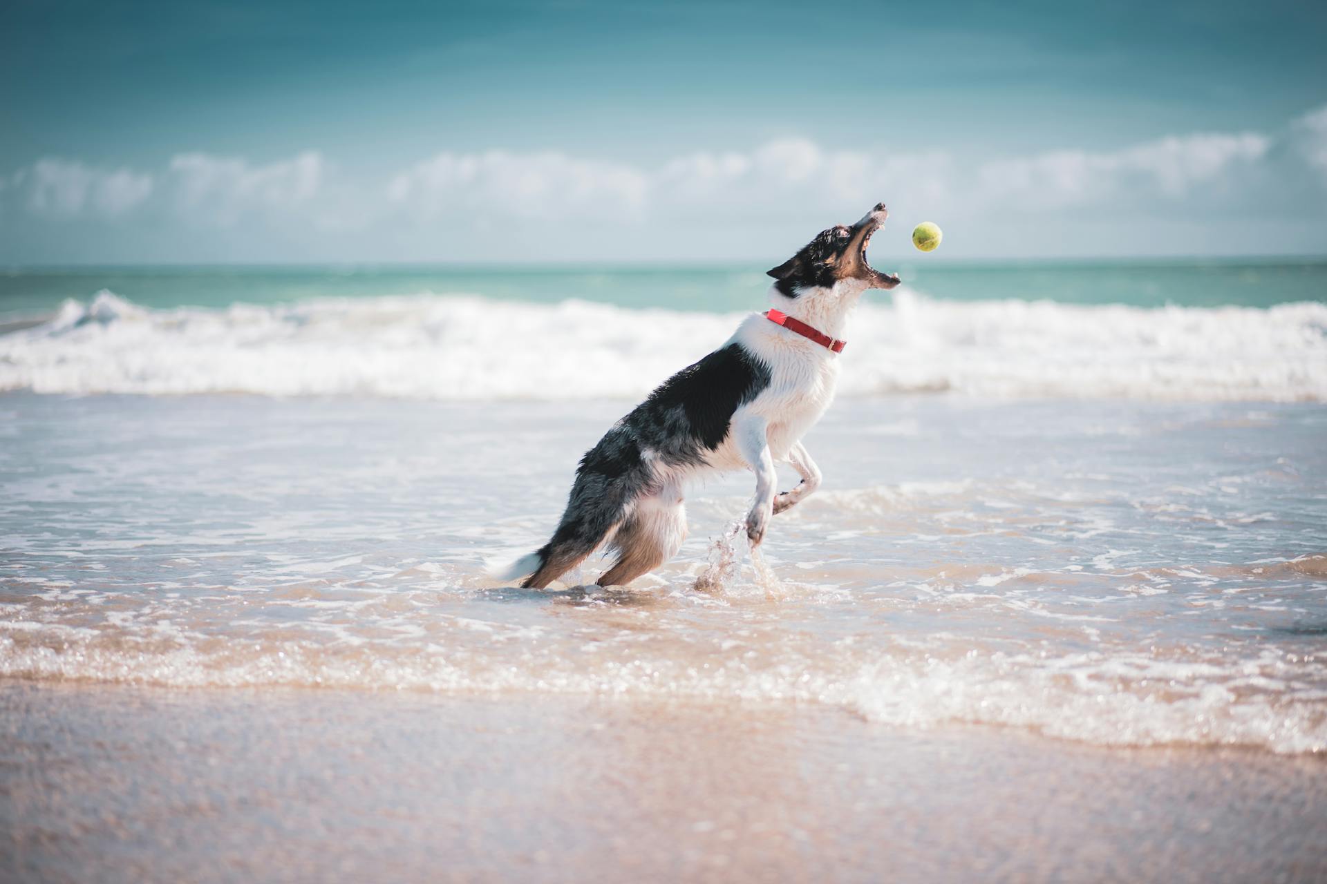 Photo of a Border Collie Dog Catching a Tennis Ball at the Beach