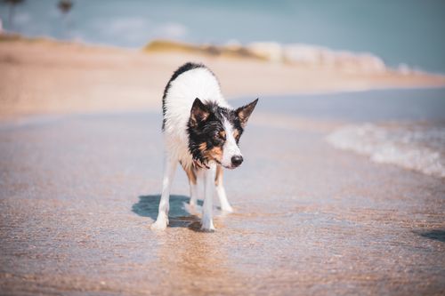 Free A wet Border Collie enjoying a sunny day on a sandy beach. Stock Photo