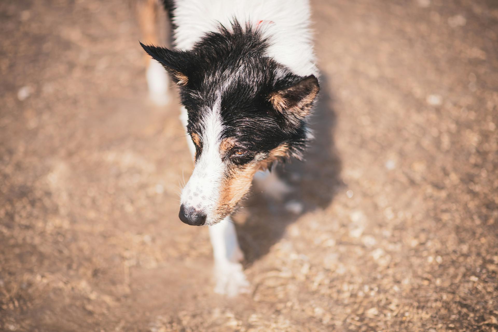 Hooghoekfoto van een witte en zwarte Border Collie