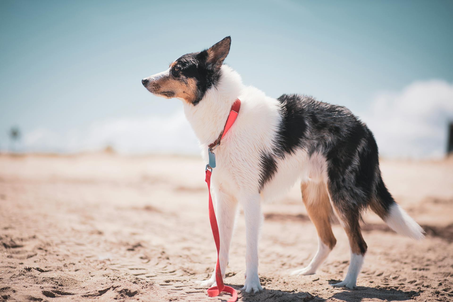 Close-Up Photo of a Border Collie with a Red Leash