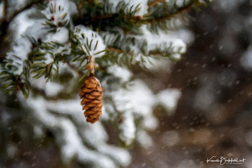 Free stock photo of pine cone, snow, snow pine cone Stock Photo