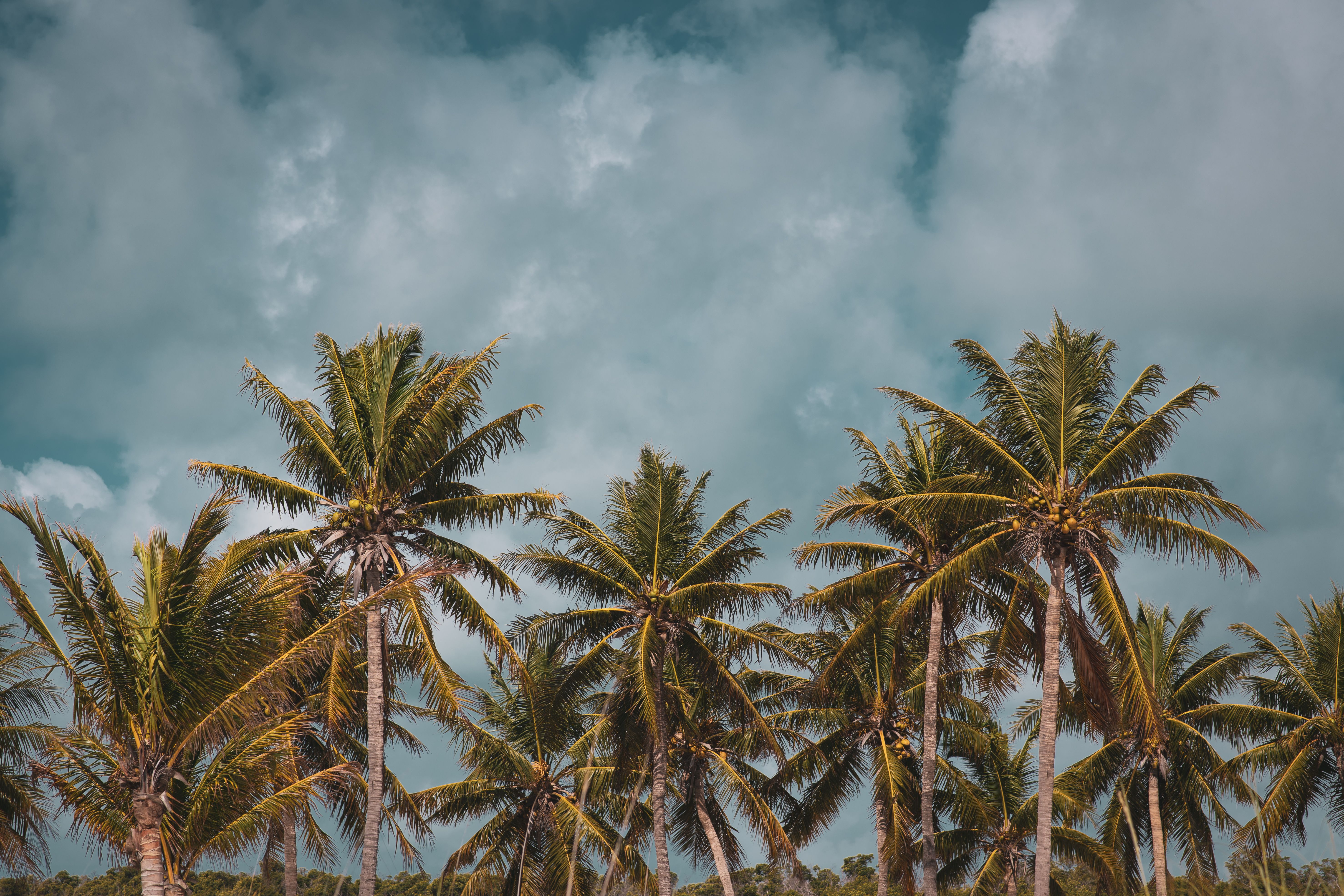 Gratis Immagine gratuita di alberi, alberi di cocco, alberi tropicali Foto a disposizione