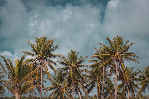 Free Photo of Tall Palm Trees Under a Cloudy Sky Stock Photo