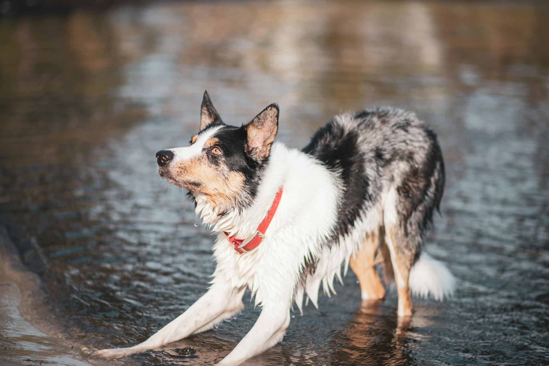 Close Up Shot of a Dog