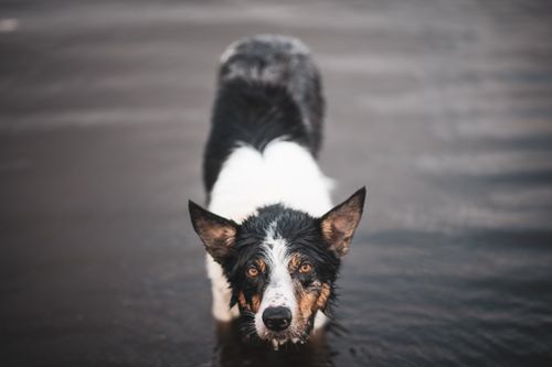 Free Close-up photo of a wet border collie standing in water, showcasing its attentive gaze. Stock Photo