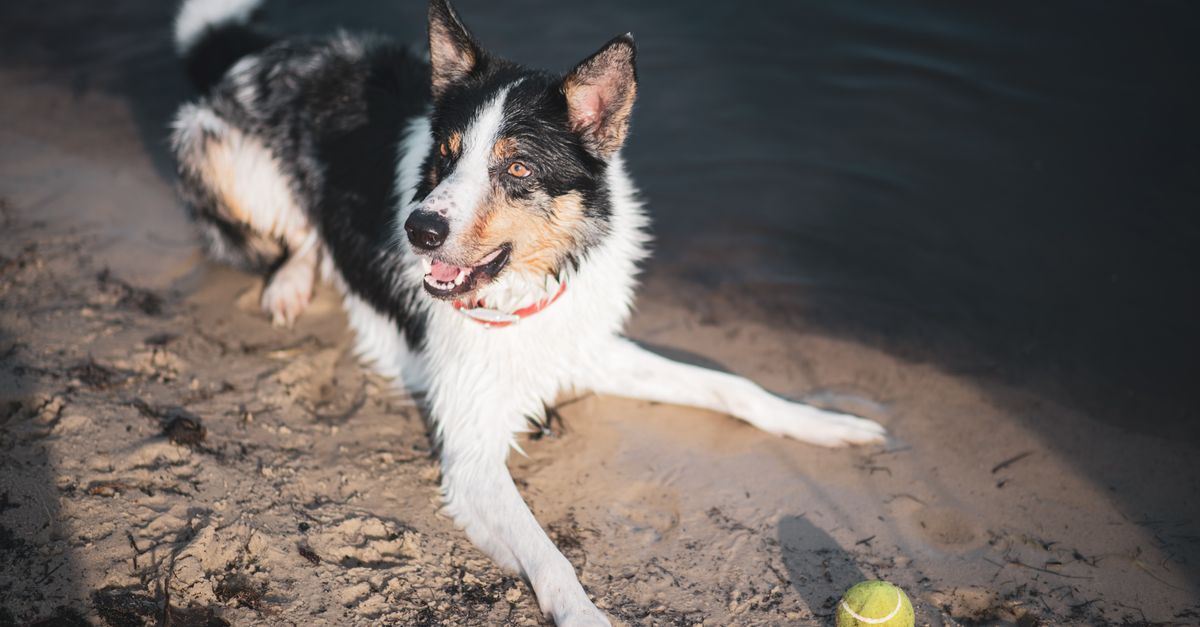 1. Point Walter Beach & Park hundefreundlich