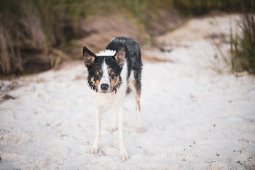 Free A Dog Standing on the Sand Stock Photo