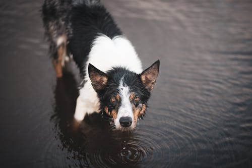 Free Black and White Border Collie on the Water Stock Photo