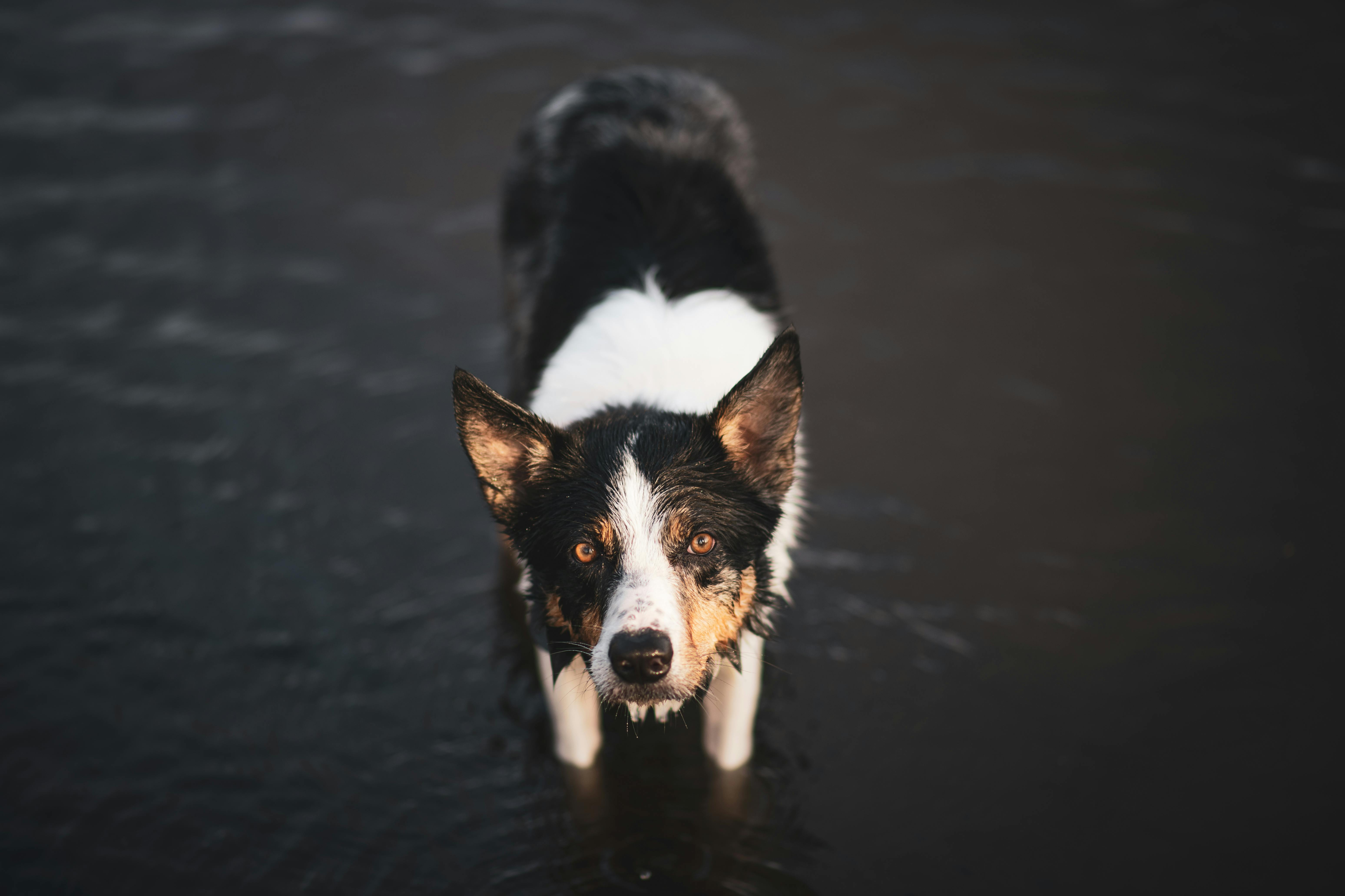 Why Do Dogs Have Wet Noses? Discover The Fascinating Truth! 7 Wet Noses and Dog Behavior: What Your Pup is Trying to Tell You